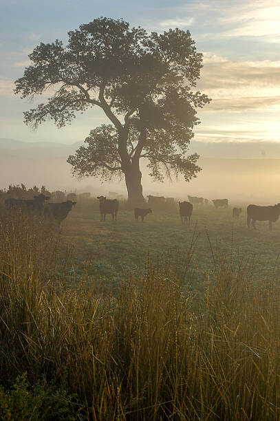 istock Cows on a foggy morning 518095406
