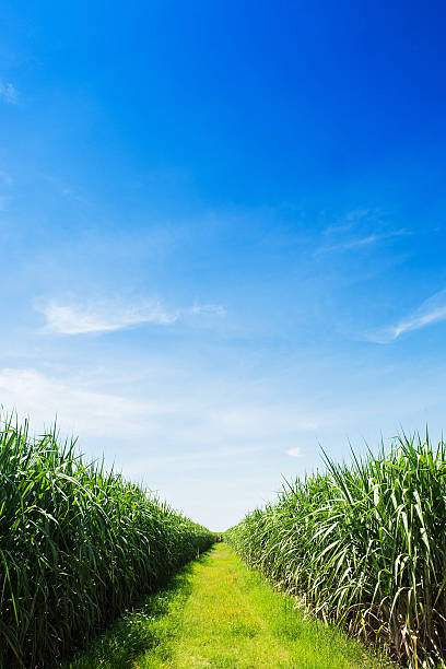 istock Sugarcane field and road with white cloud in Thailand 518095849