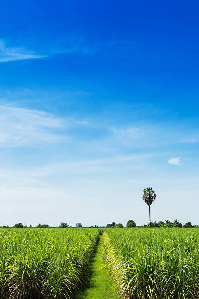 istock Sugarcane field and road with white cloud in Thailand 518095867