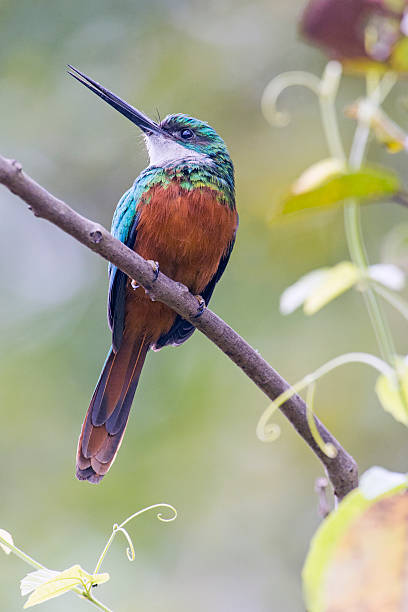 istock Rufous-tailed Jacamar Male 518096435