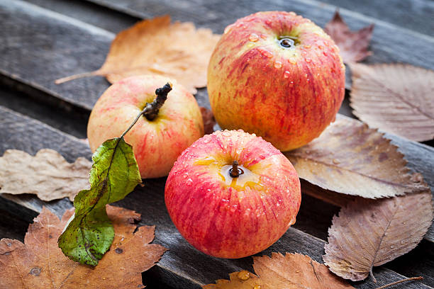 istock Wet fresh red apples in the garden 518096547