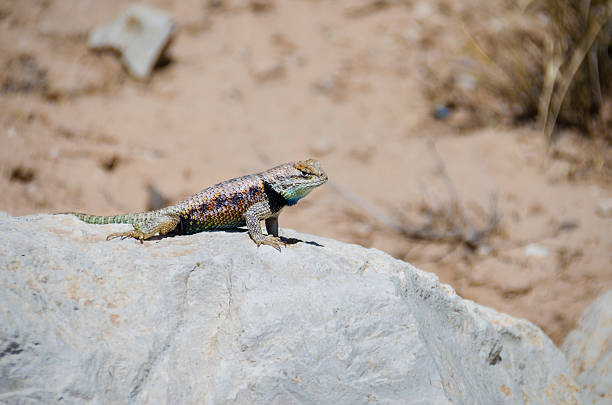 Colorful Mojave Desert Iguana resting on a rock in front of a sandy background