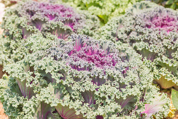 istock Close up fresh cabbage (brassica oleracea) plant leaves 518096728