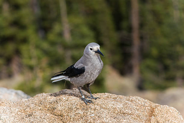 istock Clark's nutcracker bird in the Rocky Mountains in Colorado 518096756