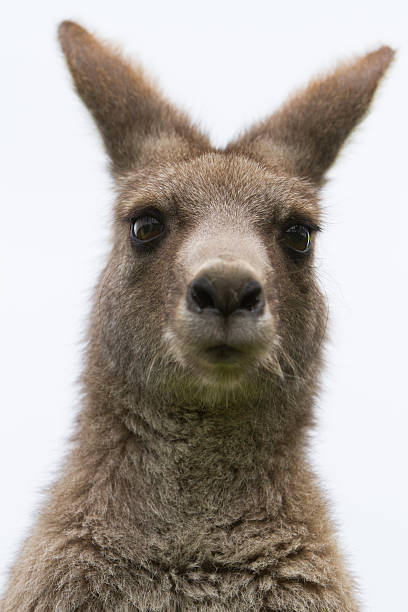 Grey Kangaroo stock photo
