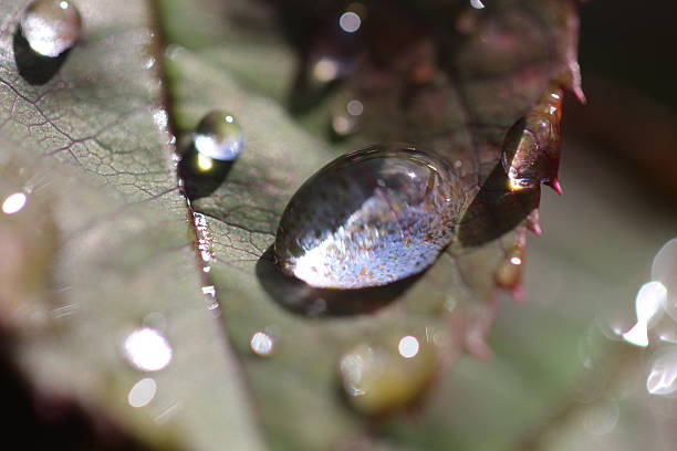 Dew o Leaf Morning dew on a new leaf purpur stock pictures, royalty-free photos & images