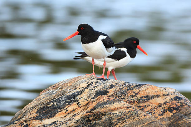 Haematopus ostralegus, Eurasian Oystercatcher..The photo was taken in the Kandalaksha Gulf of the White Sea. Russia, Murmansk region.
