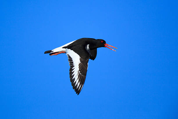 istock Haematopus ostralegus, Eurasian Oystercatcher 518097937