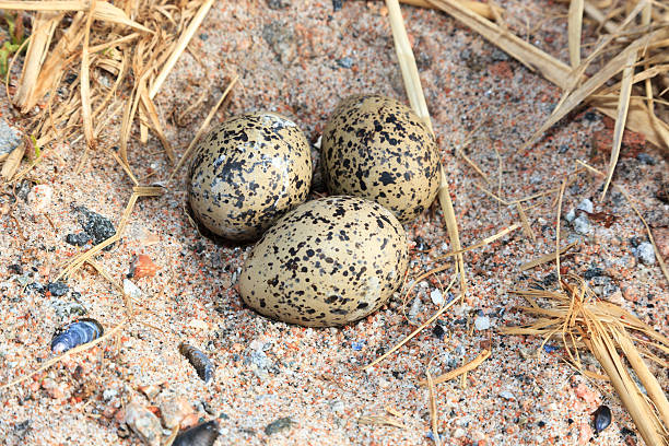 Haematopus ostralegus, Eurasian Oystercatcher. Eggs and nest..The photo was taken in the Kandalaksha Gulf of the White Sea. Russia, Murmansk region.