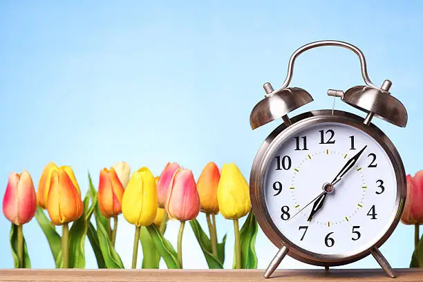 Spring concept - alarm clock in front of colorful tulips