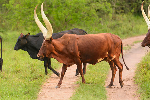 istock Ankole Cattle Crossing a Rural Road 518099355