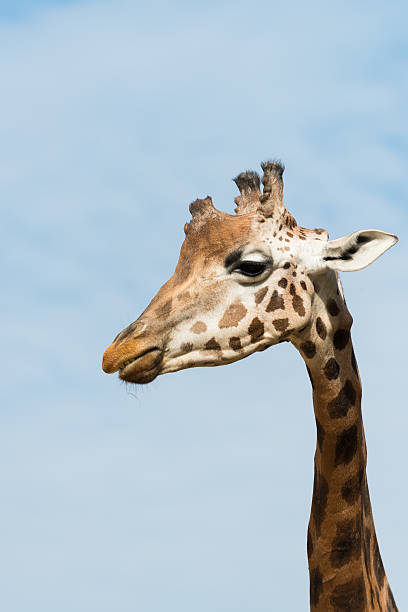 istock head and neck of young giraffe from the side 518099889