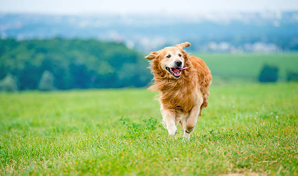 istock Running Golden retriever dog 518100435