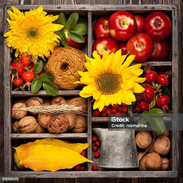 Sunflower Walnuts And Apples In Vintage Box Stock Photo - Download Image Now - Apple - Fruit, Autumn, Backgrounds