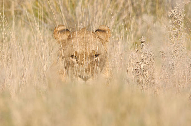 Lion hiding in the grass
