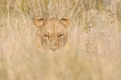 Lion hiding in the grass in the Etosha National Park, Namibia