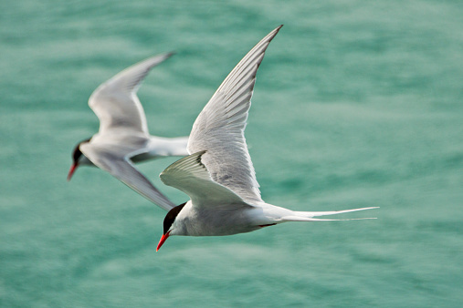 Two Nordic Sterns flying over the water of Jökulsárlón gletscher lake in the south of Iceland. The Arctic tern (Sterna paradisaea) is a seabird of the tern family Sternidae. This bird has a circumpolar breeding distribution covering the Arctic and sub-Arctic regions of Europe, Asia, and North America (as far south as Brittany and Massachusetts). The species is strongly migratory, seeing two summers each year as it migrates along a convoluted route from its northern breeding grounds to the Antarctic coast. Recent studies have shown average annual roundtrip lengths of about 70,900 km (c. 44,300 miles) for birds nesting in Iceland and Greenland.
