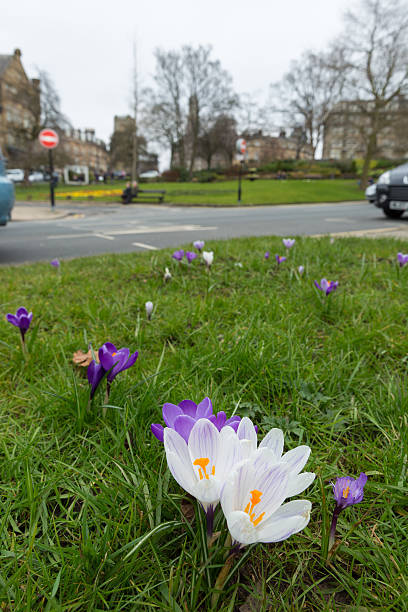 istock Harrogate Yorkshire England Uk city spring scene 518109520