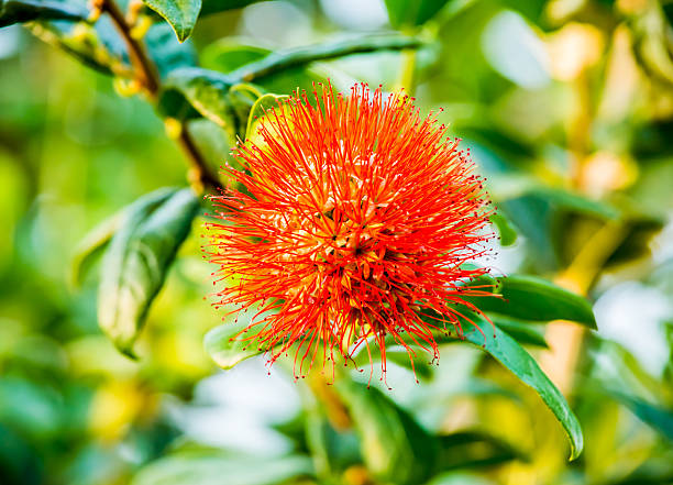 istock powderpuff flower in chiangmai Thailand 518110222