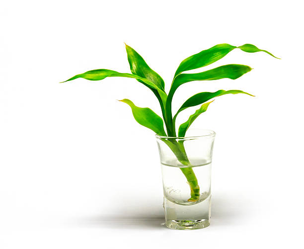 istock Dracaena braunii plants 518110666