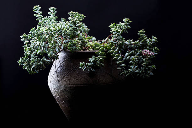 istock Close-Up Of Succulent Plant 518111330