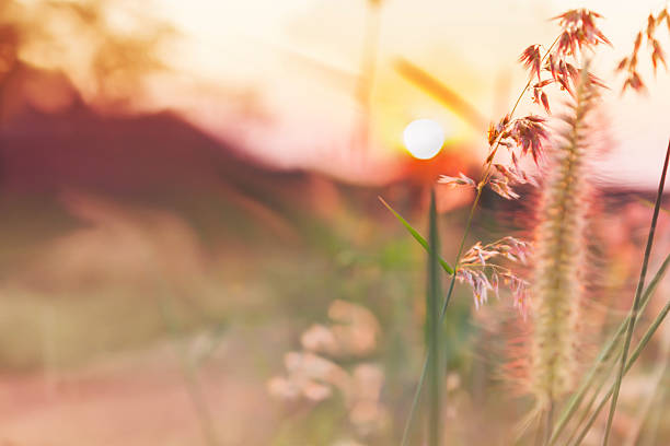 istock Romantic nature view of grass flower and sunset 518111590