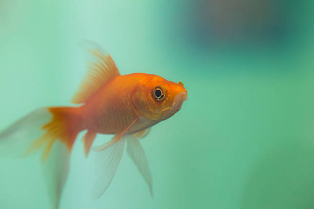 goldfish in turquoise water stock photo