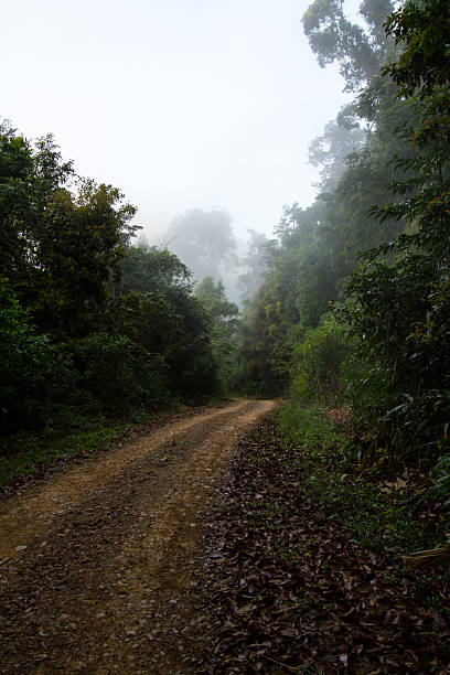 istock Road in the forest with fog 518113778