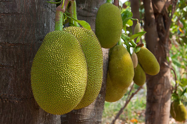 grupo de jaca - jack fruit fotografías e imágenes de stock