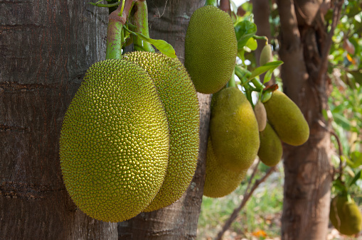 group of Jackfruit from farming.