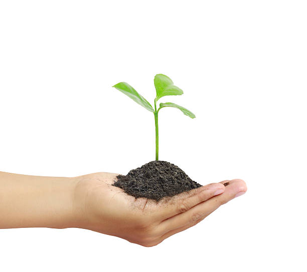 istock Man holding plant in  hand 518114038