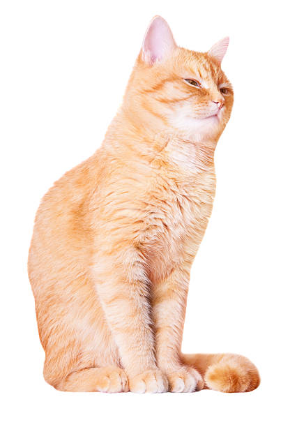 istock Beautiful red house cat 518114682