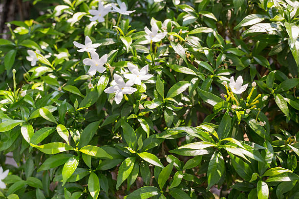 istock Group of white flower in garden 518115500