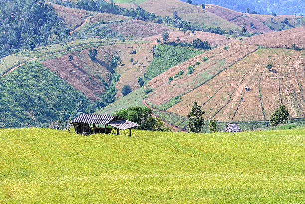 istock Terraced rice field with mountain background. 518115566