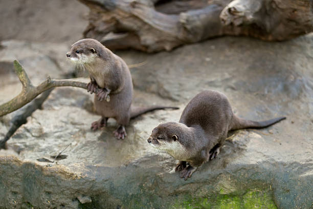 portrait of beautiful and playful river otter, wildlife Czech republic