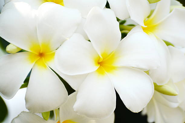 istock plumeria flowers 518117588