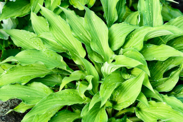 istock Green leaves of hosta with rain drops 518118988