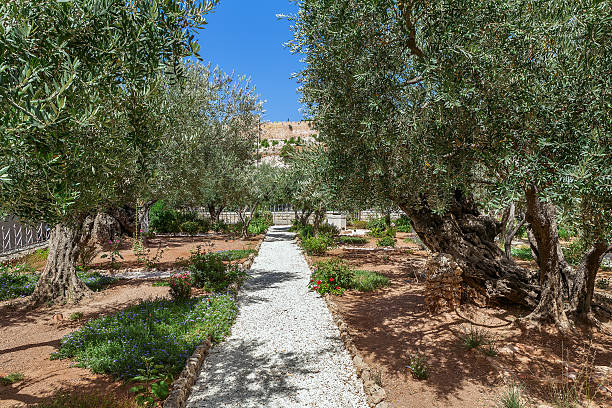 istock Gardens of Gethsemane in Jerusalem. 518120682