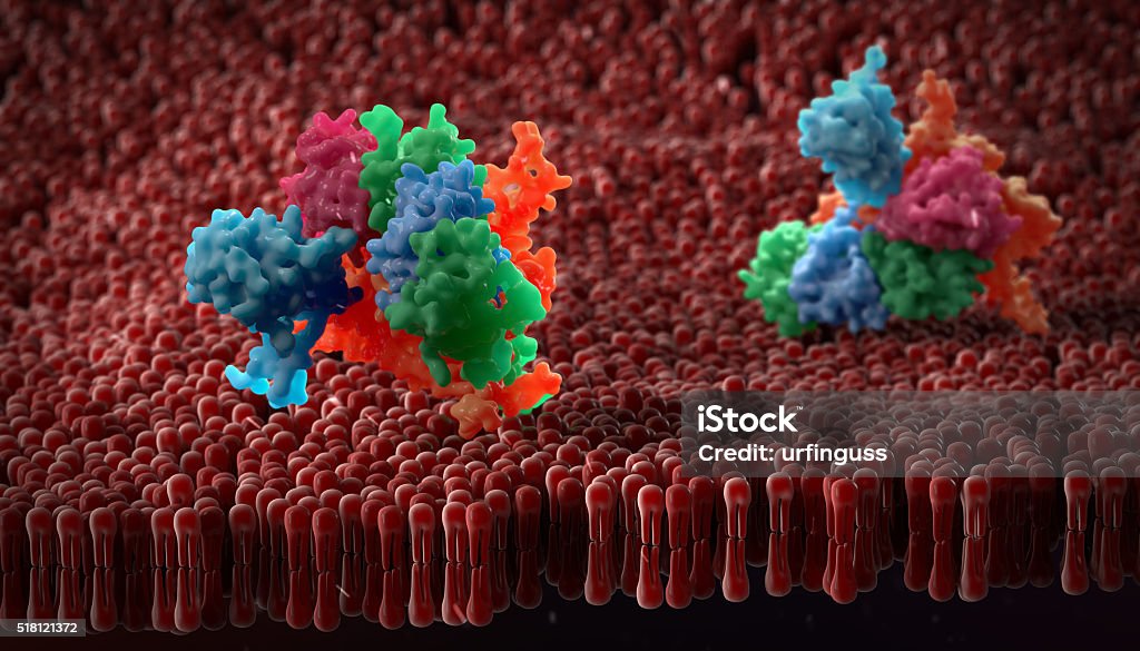 plasma membrane plasma membrane of a human cell. The plasma membrane is a bilayer composed of phopholipids in which lots of transmembrane and surface proteins reside Anchored Stock Photo