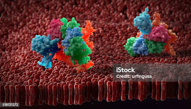 Plasma Membrane Stock Photo - Download Image Now - Anchored, Biology, Cell Membrane