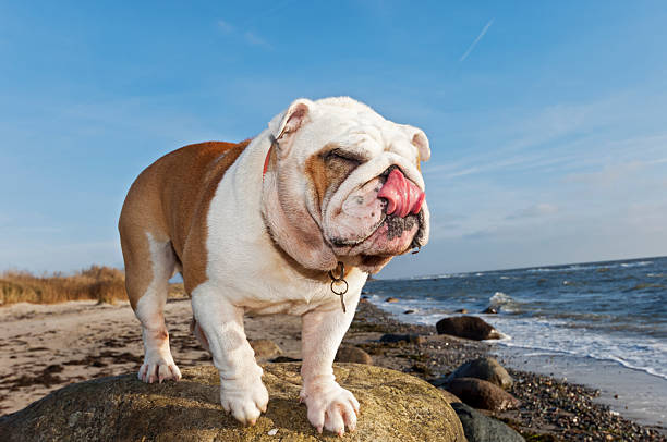 istock Cute British Bulldog  Pulls a Funny Pose At The Beach. 518121882