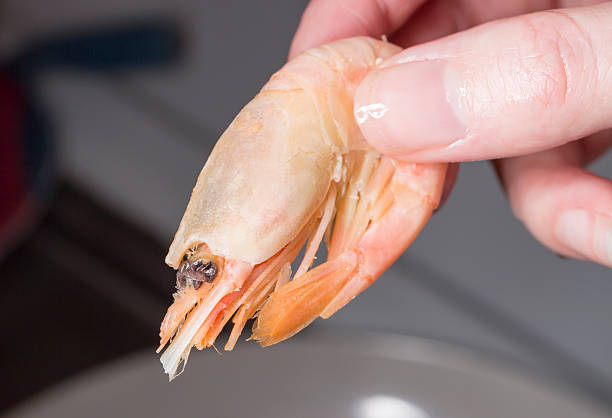 istock Female Hand Holding Shrimp 518124198