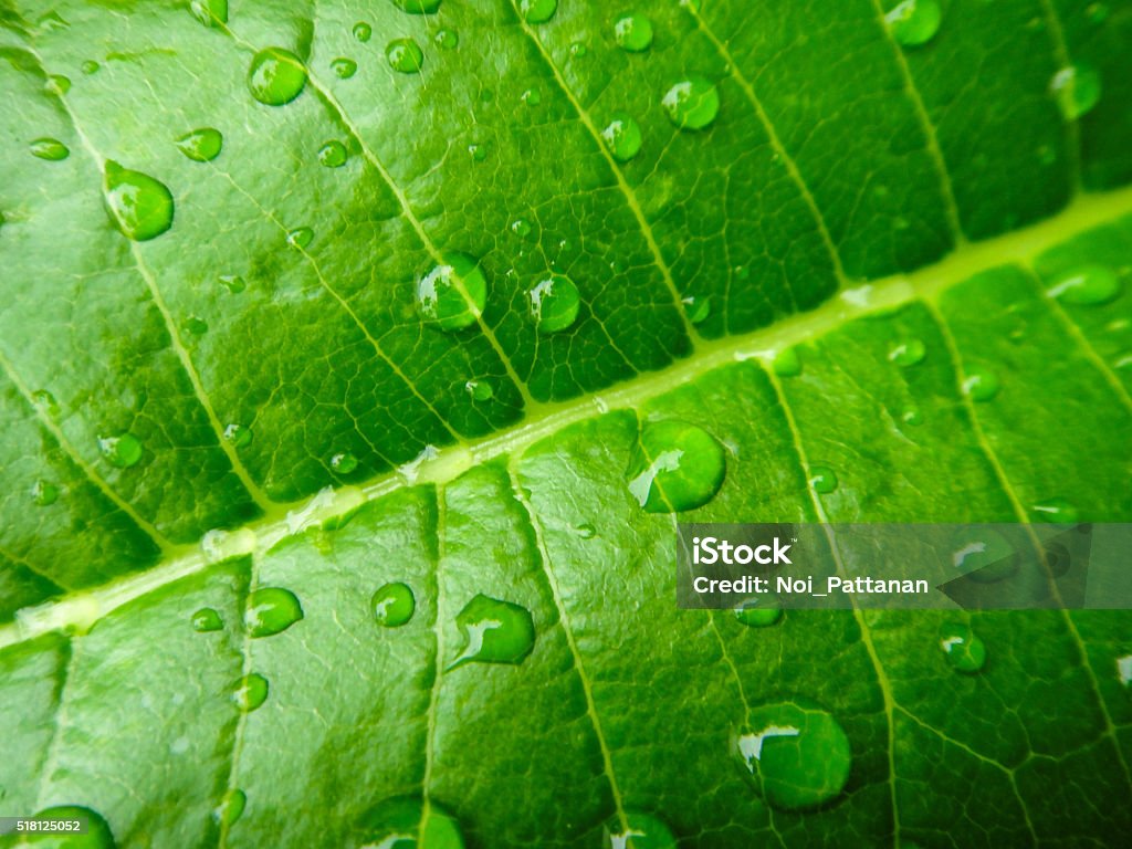 Hoja verde con gotas de agua - Foto de stock de Hoja libre de derechos