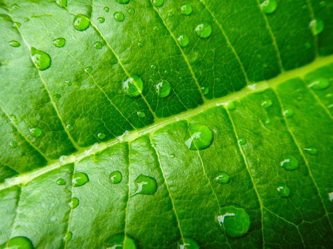 Beautiful water drops after rain on green leaf in macro