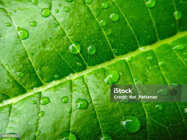 Green Leaf With Drops Of Water Stock Photo - Download Image Now - Leaf, Drop, Close-up