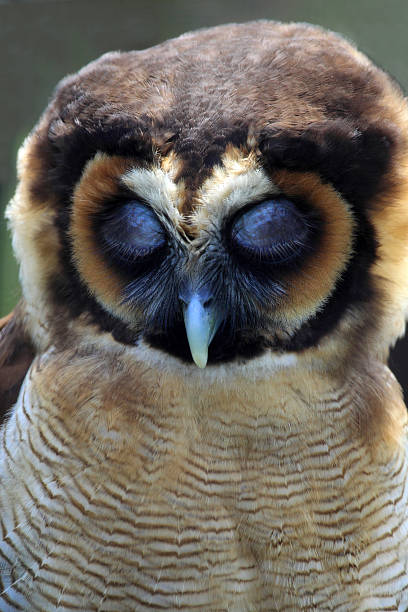 istock Beautiful sleeping owl of Malaysia 518136140