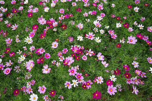 cosmos bipinnatus blossoming in spring with vibrant color. Nature backgrounds and tranquil scene.