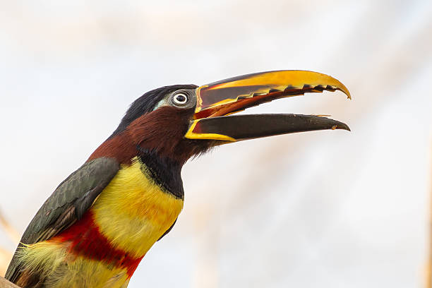 istock Chestnut eared Aracari close up 518136776