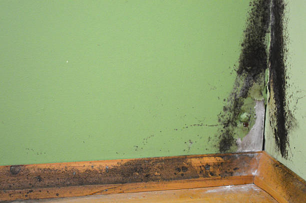 istock Black mould on a wet wall 518140408