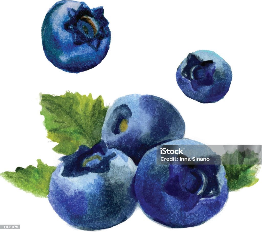 Watercolor blueberry isolated Delicious watercolor blueberries isolated on white background. Vector Illustration. Blueberry stock vector
